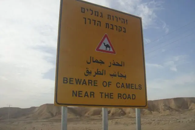 Бережіться верблюдів поблизу доріг