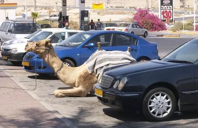 Правильно припаркований верблюд