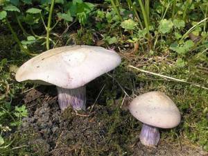 У нас на півдні зростає кілька видів їстівних грибів