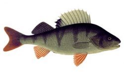 Perch (Perca fluviatilis) - найпоширеніший вид і національна риба Фінляндії