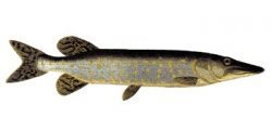 Pike (Esox lucius) - поряд з окунем є найпоширенішим видом у внутрішніх водоймах Фінляндії, в прибережних водах Балтійського моря і на острівних архіпелагах
