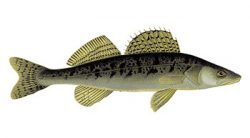 Pike perch, Zander (Stizostedion lucioperca) - надає перевагу каламутну і глибоку воду і не любить дуже маленьких озер