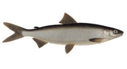Whitefish (Coregonus lavaretus SL) - У Фінляндії зустрічається безліч різних видів сигових, об'єднаних спільним науковим назвою Coregonus lavaretus