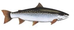 Arctic Char (Salvelinius alpinus) - Голець - дуже красива риба зі світлими цятками на темних боках