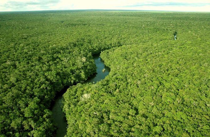 Кв кілометрів, більшу половину всіх тропічних лісів на Землі