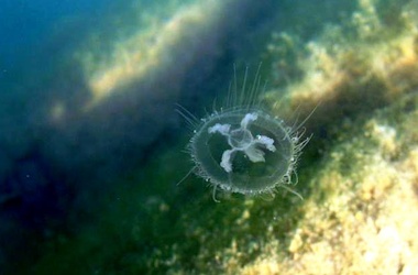 25 жовтня 2012 13:38 Переглядів:   Прісноводні медузи досягають всього від 2 до 4 см в діаметрі
