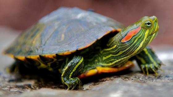 Крім кольору, вік красноухой черепахи можна визначити, вважаючи кільця на панцирі, які збільшуються на 2-3 кільця за кожен рік життя тварини