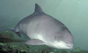 Причиною смерті дельфінів в Кирилівці стали штормові вітри