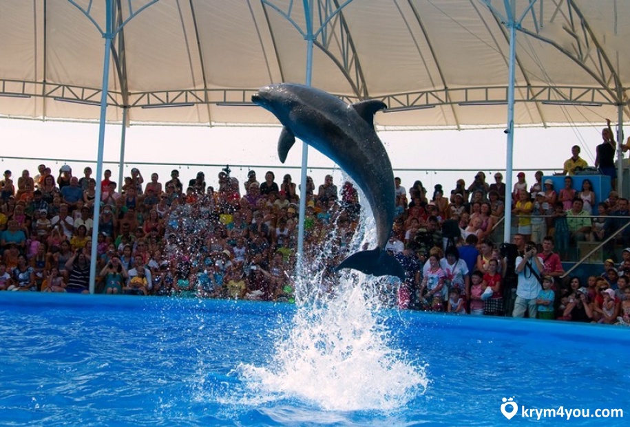 Купання з дельфінами в Криму
