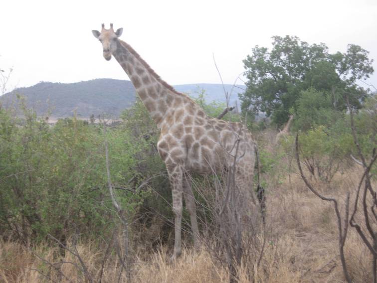 Знову жирафи, зебри