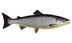 Salmon (Salmo salar) - прохідна риба, яка вважає за краще чисту, холодну воду