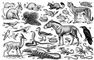 Представники степової фауни: 1 - заєць-русак;  2 - степова пищуха;  3 - дрохва;  4 - лугова тиркушка;  5 - кречётка;  6 - білокрилий жайворонок;  7 - степовий жайворонок;  8 - чорний жайворонок (самець);  9 - звичайний бабак;  10 - крапчастий ховрах;  11 - звичайний хом'як;  12 - хом'ячок Еверсманна;  13 - Білозубка Білочерева;  14 -звичайні цокор;  15 - великий тушканчик;  16 - звичайний слепиш;  17 - стрепет;  18 - степовий орел;  19 - сайгак;  20 - журавель степовий;  21 - степова форель;  22 - степова гадюка;  23 - прудка ящірка;  24 - степова боривітер;  25 - даурский ховрах;  26 - заєць-толай;  27 - перелітний сарана;  28 - желтобрюхий полоз;  29 - дзерен;  30 - манул;  31 - степовий тхір;  32 - корсак