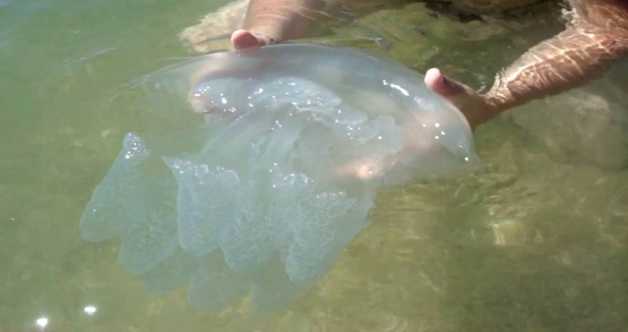 Медузи можуть відрізнятися особливо великим розміром в 50-60 см в діаметрі і мати вагу до 10 кг