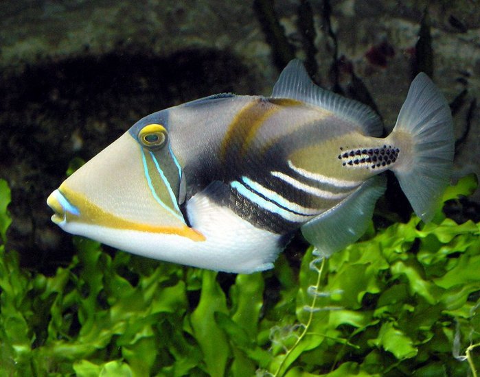 Рибки - прекрасний приклад біо-різноманітності, в незліченних формах, кольорах і розмірах