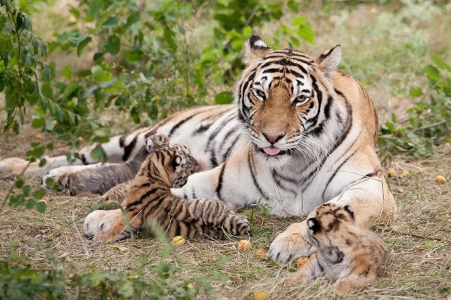 У Криму в Білогір'я в сафарі-парку «Тайган» амурська тигриця Василиса народила чотирьох малюків