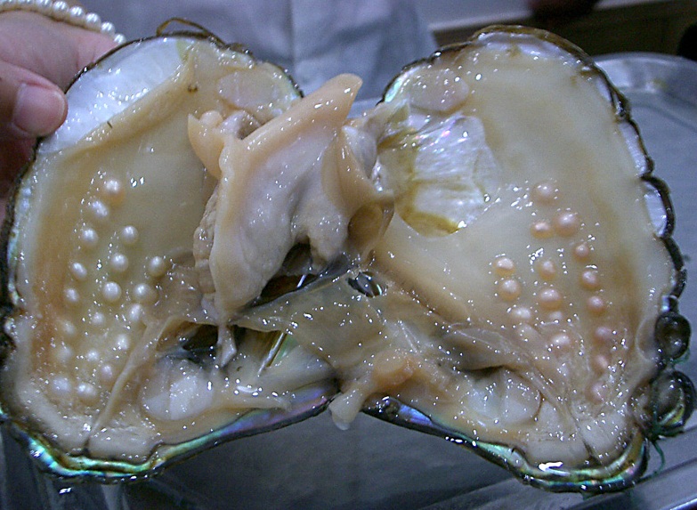 Перли - це органічна сполука, яку виробляють живі істоти молюски (устриці)