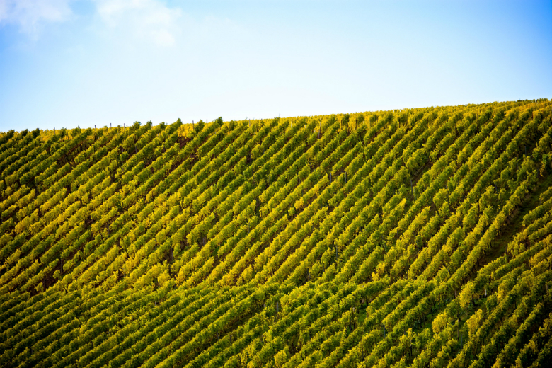 У Рейнгессене виробляють високоякісні вина такі господарства, як   Gunderloch